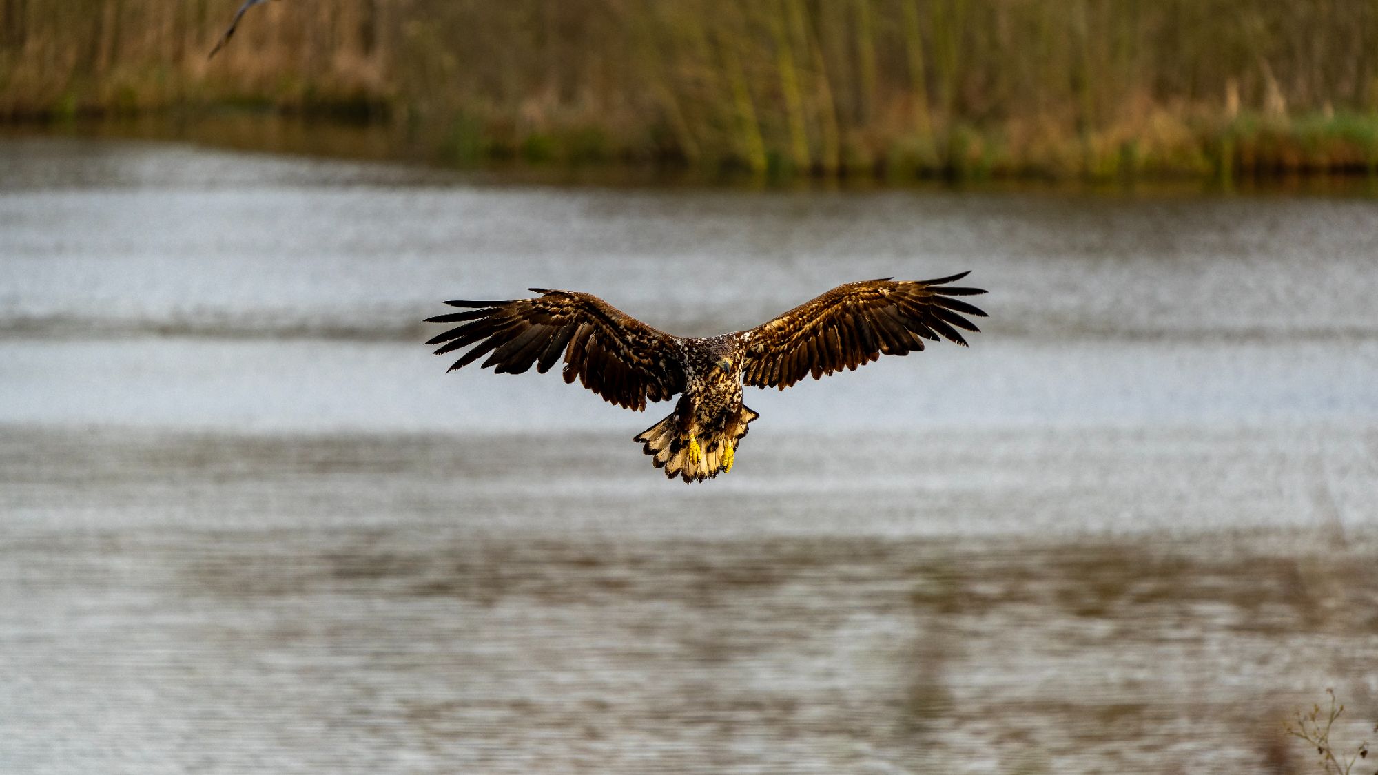0251 05.04.2024 Plauer See Seeadler
